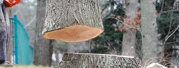 Best Tree Removal  in Olivette, MO