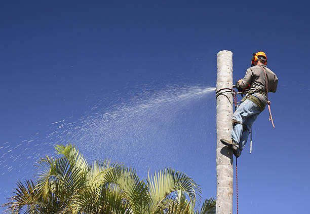 How Our Tree Care Process Works  in  Olivette, MO