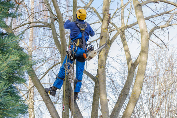 Best Lawn Pest Prevention  in Olivette, MO