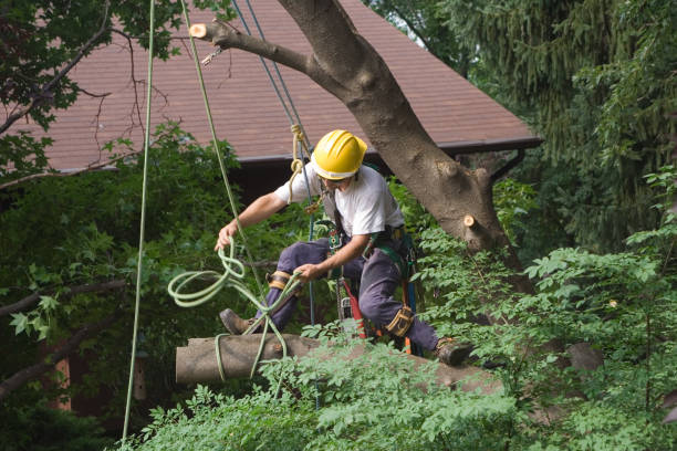 Best Hazardous Tree Removal  in Olivette, MO