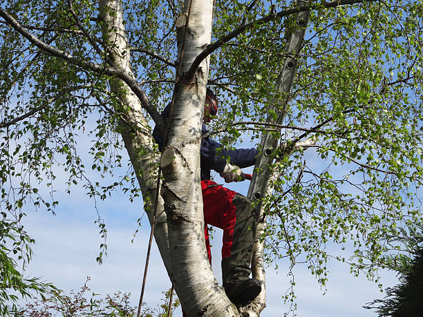 Best Arborist Consultation Services  in Olivette, MO