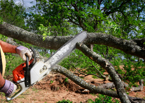 Best Stump Grinding and Removal  in Olivette, MO