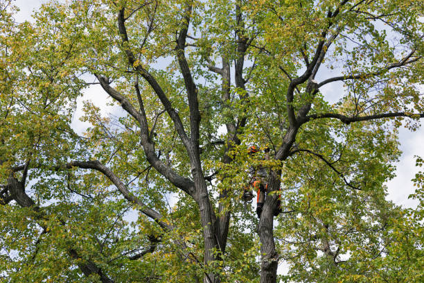 Best Tree and Shrub Care  in Olivette, MO